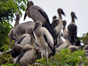 Kendua Migrating Birds
