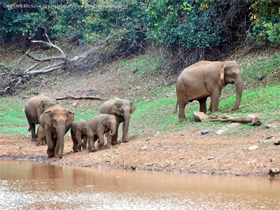 Dalma Wildlife Safari