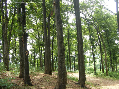 Phuldungri