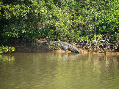 Bhitarkanika