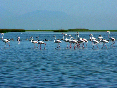 Puri - Chilika